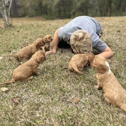 Cavalier King Charles Spaniel Puppies from Sweet Southern Cavaliers and Frenchies