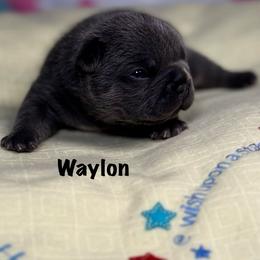 Waylon - Blue male French Bulldog puppy in Courtland, Alabama from Ponderosa Frenchies and Cavapoo’s