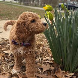 Blizzard - Apricot male Goldendoodle puppy in Camden, North Carolina from Oopsie Doodles of NC