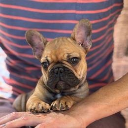 Acre - Fawn male French Bulldog puppy in Redway, California from Lost Coast French Bulldogs
