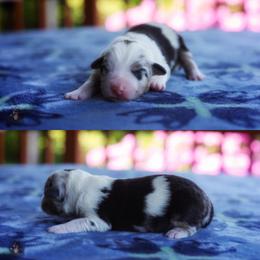 Dolly - Blue merle female Miniature American Shepherd puppy in Battle Ground, Washington from Casita Miniature American Shepherds