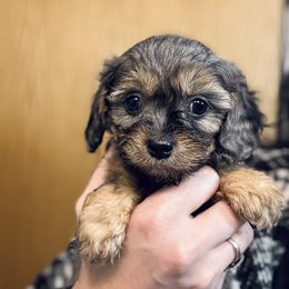 Cavapoo Puppies from Panda Puppies