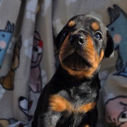 Red - Black and rust female Doberman Pinscher puppy in Denham Springs, Louisiana from Franklin Dobermans