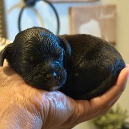 Green collar male - Black male Cavapoo puppy in Palm Beach County, Florida from Benji’s Cockapoos