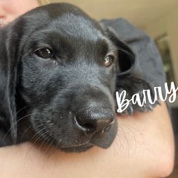 Boy 1 - Labrador Retriever puppy from River Mountain Kennels