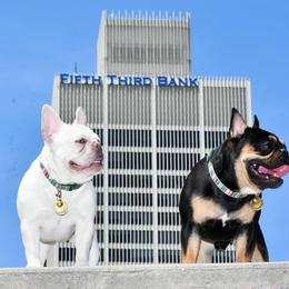 French Bulldogs from Exquisite Taste Kennels