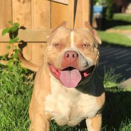 American Bully Puppies from Wulfsbane American Bullies