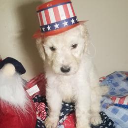 Poodle Puppies from Standard Hearts