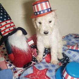 Poodle Puppies from Standard Hearts