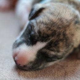 Lord Milori - White and fawn brindle male Whippet puppy in Robesonia, Pennsylvania from Rogue Mountain Manor