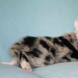 Border Collies from Field Stone Border Collies: FSBC