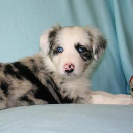 Border Collies from Field Stone Border Collies: FSBC