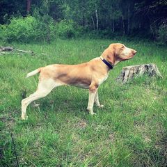 Bracco Italianos and German Wirehaired Pointers from Claddagh Kennel