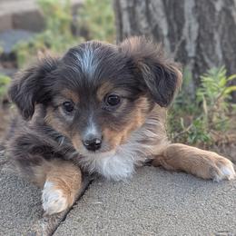 Gidget - Blue merle female Toy Australian Shepherd puppy in Mountain Home, Idaho from LJK Boxers & Toy Aussies