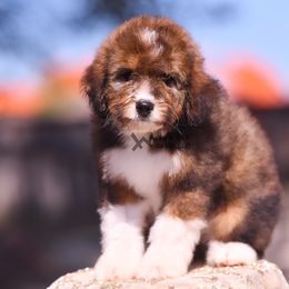 Boy 1 - male Bernedoodle puppy in Macomb, Oklahoma from Fife and Wife Ranch LLC