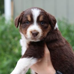 "Barney Fife" FULL TAIL - Red tri-color Australian Shepherd puppy in Noxon, Montana from MITIN Aussies AKC Standard Australian Shepherds