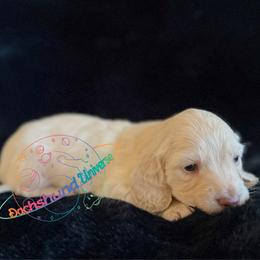 Cosmo - Cream male Dachshund puppy in Peyton, Colorado from Dachshund Universe