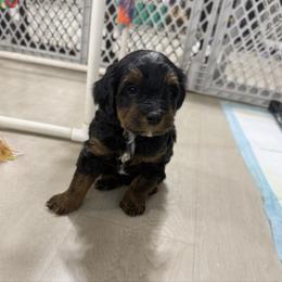 Aiden - Phantom male Bernedoodle puppy in Wamego, Kansas from Doodles of Oz