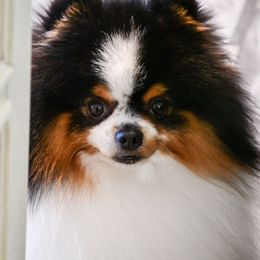 Blake - Pomeranian