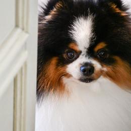 Blake - Pomeranian