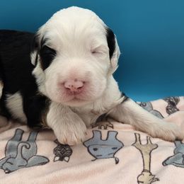 Baby Ruth - Tri-color female Bernedoodle puppy in Lancaster, Pennsylvania from NLB Mini Bernedoodles