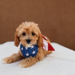 Ziggy - Red male Cavapoo puppy in Apopka, Florida from Rae Precious Puppies