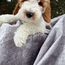 Cordelia - Parti Goldendoodle puppy in Clarksville, Tennessee from Golden Pine Designer Doodles