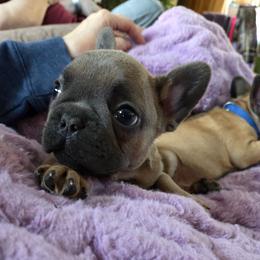 Carlos - Blue fawn male French Bulldog puppy in Solway, Minnesota from PcFrenchies