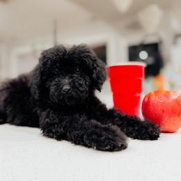 Bramble - Black male Poodle puppy in Caldwell, Idaho from Boise Doodle Co.