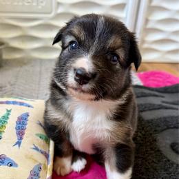 Fury - Black tri female Miniature Australian Shepherd puppy in Gatesville, Texas from Southern Promise Aussie’s