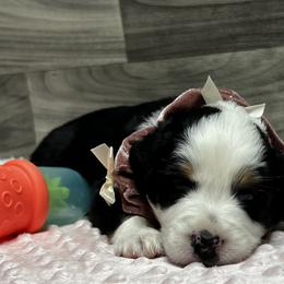 Aussiedoodles, Australian Shepherds, Miniature American Shepherds, and Sporty Mixes from Heart2Heart Pups LLC