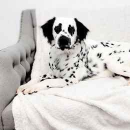 Anakin - Dalmatian