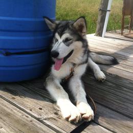 Alaskan Malamute Puppies from Ghost Dance Alaskan Malamutes