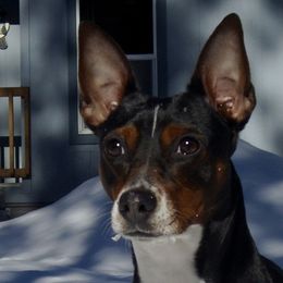 Rat Terriers from Skippin CJ Standard Rat Terriers