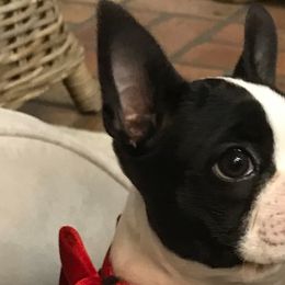 Boston Terriers from Melissa Holifield