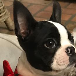 Boston Terriers from Melissa Holifield