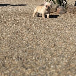 French Bulldog Puppies from Knockout Frenchies