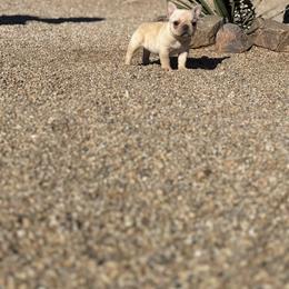 French Bulldog Puppies from Knockout Frenchies