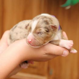 MaryJane - Red merle female Australian Shepherd puppy in Turlock, California from HCA Aussies