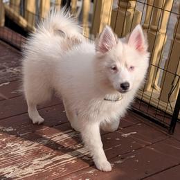 Hailey Blue eyes - Tri-color female Pomsky puppy in Hurleyville, New York from My Crazy Pomskys