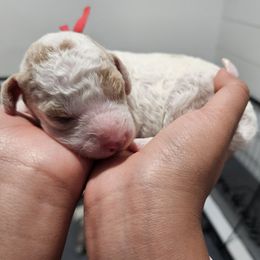 Red - Cream female Labradoodle puppy in Payson, Utah from Utah County Labradoodles