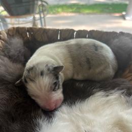 Merle boy 1 - White and blue merle male Border Collie puppy in Jonesboro, Arkansas from Hampton Border Collies