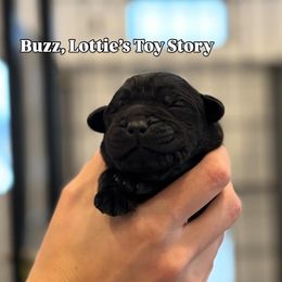 Buzz - Black male Labrador Retriever puppy in Owosso, Michigan from Bennington Retrievers