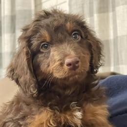 Kubota (green collar) - Red phantom male Aussiedoodle puppy in Mouth Of Wilson, Virginia from HoneyBunn Doodle Co.