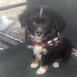 Tucker - Black tri male Toy Australian Shepherd puppy in Alabaster, Alabama from Bama Belle Aussies