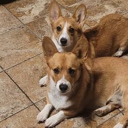 Pembroke Welsh Corgis from Cordial Corgies