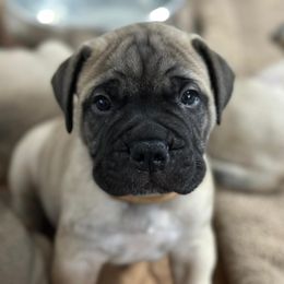 Bullmastiff Puppies from Ironward Bullmastiffs