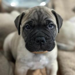 Bullmastiff Puppies from Ironward Bullmastiffs