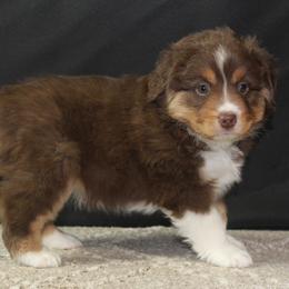 Opal - Red tri-color female Miniature American Shepherd puppy in Lewistown, Ohio from Maple Lane Miniature American Shepherd