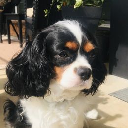Bell - Cavalier King Charles Spaniel